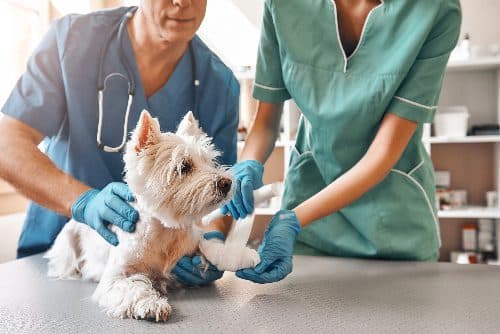 Comprehensive veterinary care you can count on