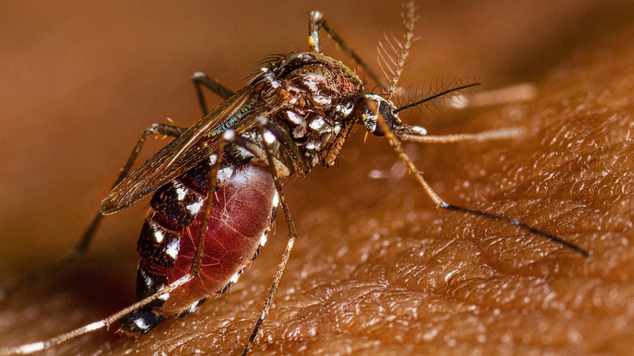 Yellow fever cases spike in South America and near Caribbean