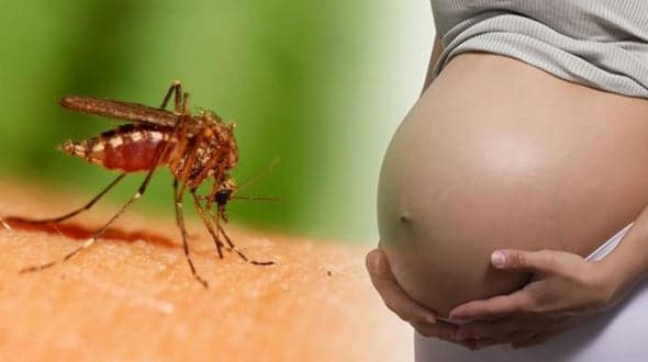 Zika virus hit Florida three months before infections showed up