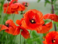 Barbados Poppy League to celebrate 100th anniversary