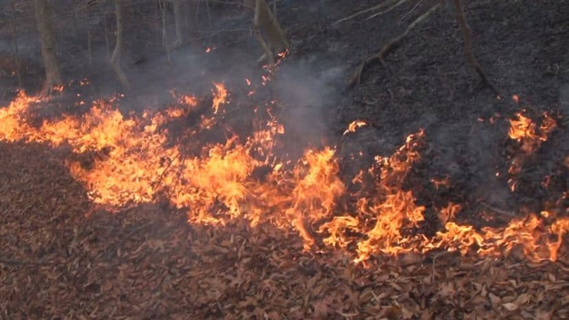 Ministry warns against open fires as St. Elizabeth farmland burns
