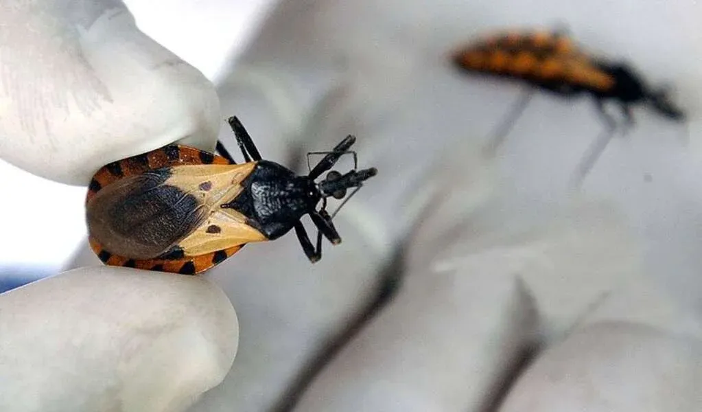 PAHO calls for strengthening of first level of care for early detection, treatment of Chagas in the Caribbean