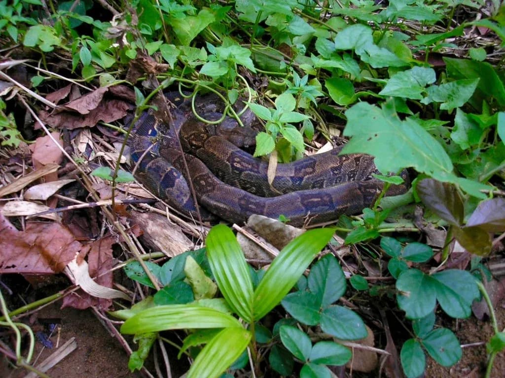 Saint Lucia Forestry Department condemns killing of endemic boas