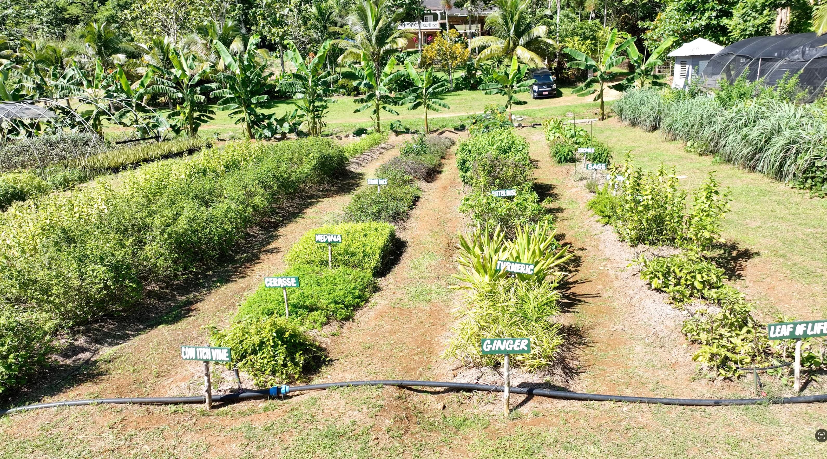 Jamaican cannabis company wants to turn the Caribbean into the world's wellness capital
