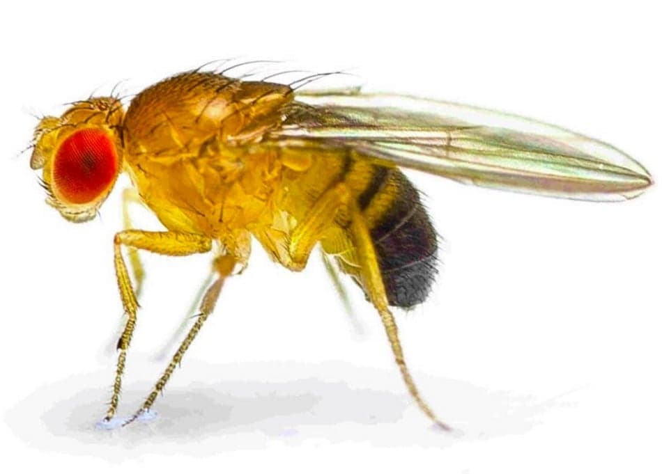 Guyana, Brazil and Suriname working towards eradication of fruit fly