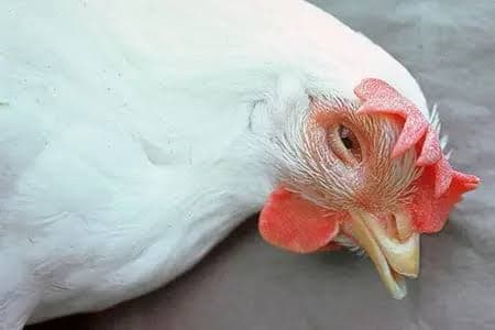 Cayman Islands issues advisory after infectious poultry disease detected