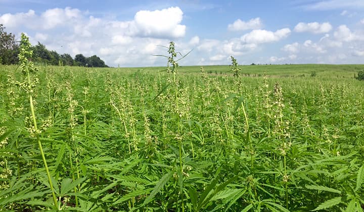 Hemp industry to be regulated in Jamaica by next year