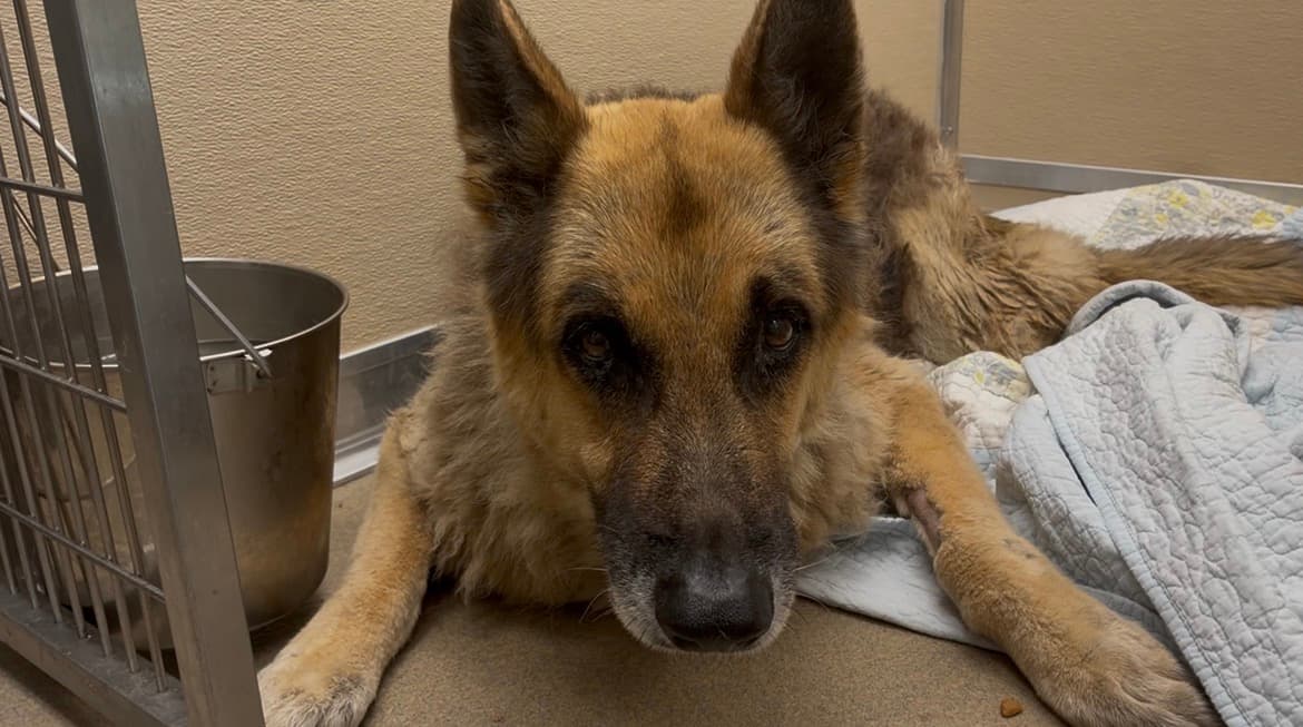 Injured German shepherd receives hospice care through Broward County Animal Care partnership