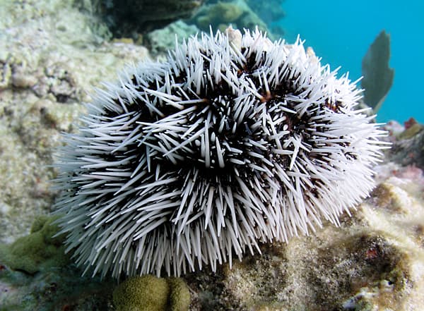 Barbados bans harvesting of sea eggs