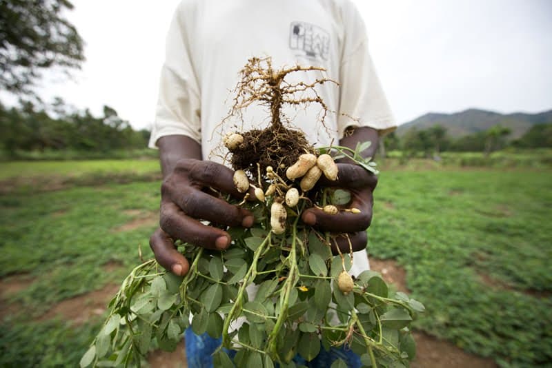 Online petition seeks to block peanut dumping on Haitian market