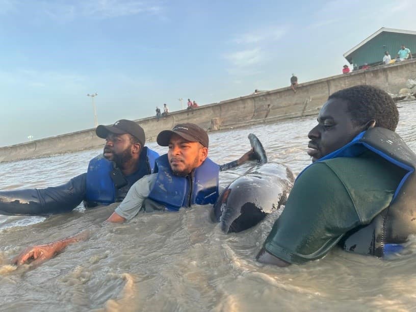 Stranded pygmy whale rescued in Guyana through collaborative effort