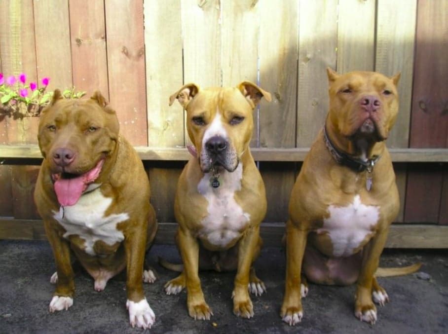 Illegal pit bulls in Bermuda rescued by US-based animal welfare org