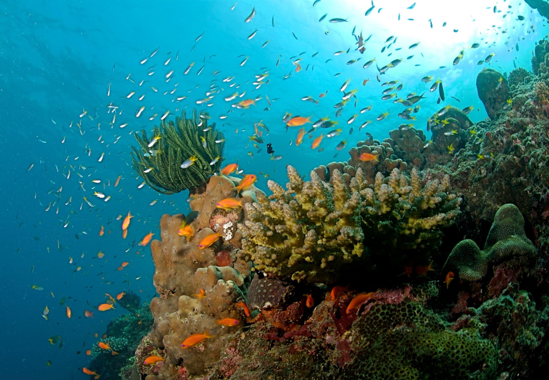 Antigua and Barbuda moves toward ban on reef-harming sunscreens