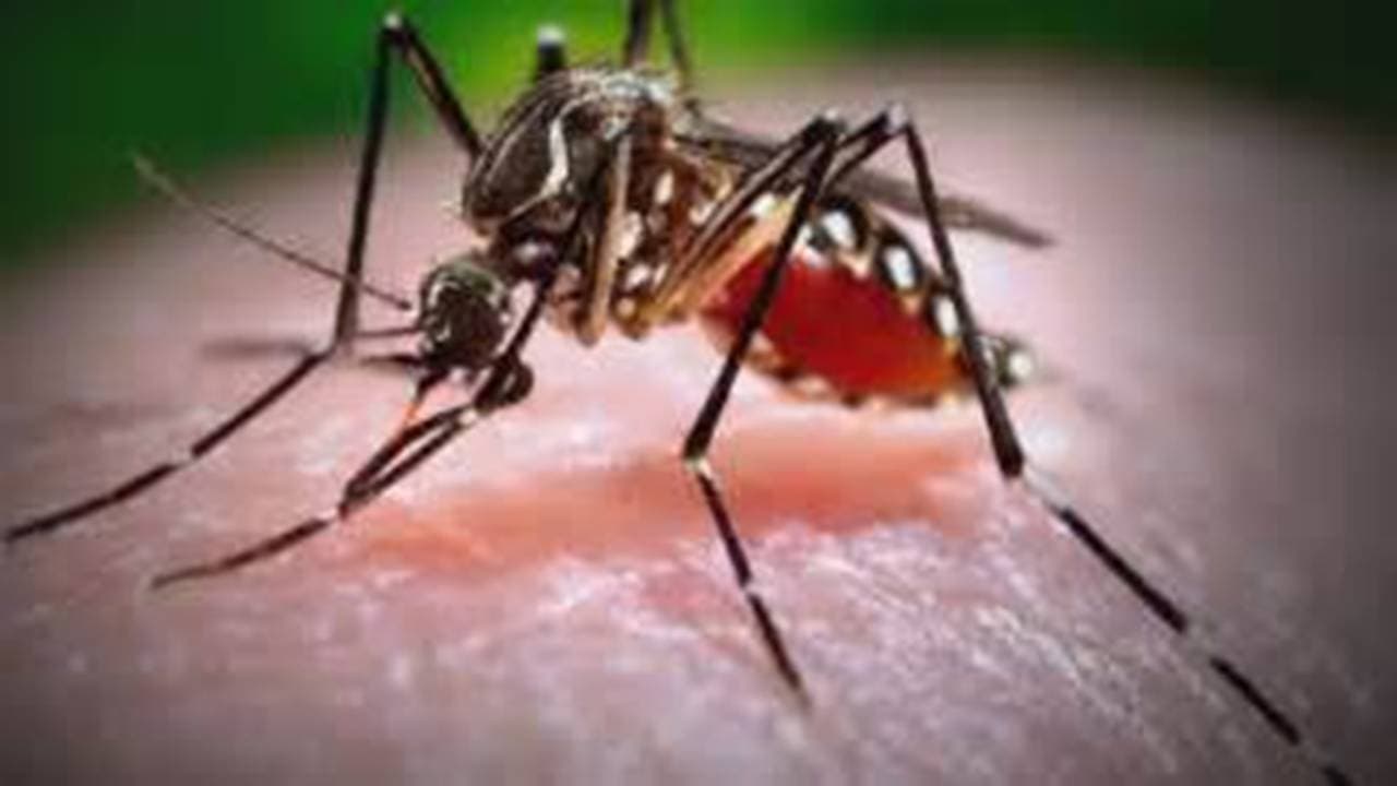 Grenada monitoring outbreak Chikungunya and Zika viruses