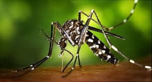 CARPHA launches new initiative to the fight Zika Virus