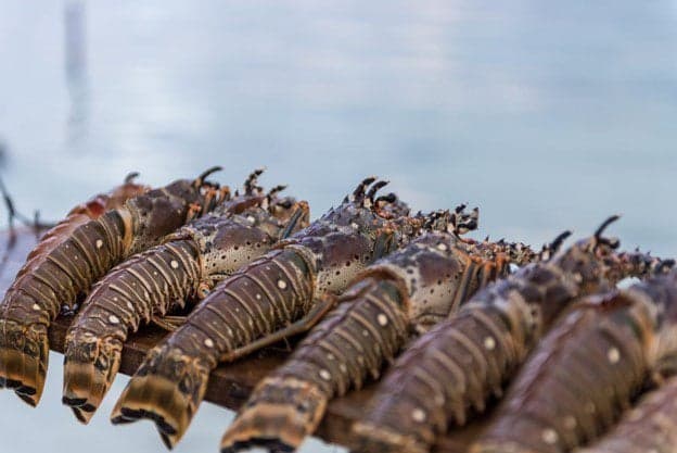 Belize lobster stock dwindling