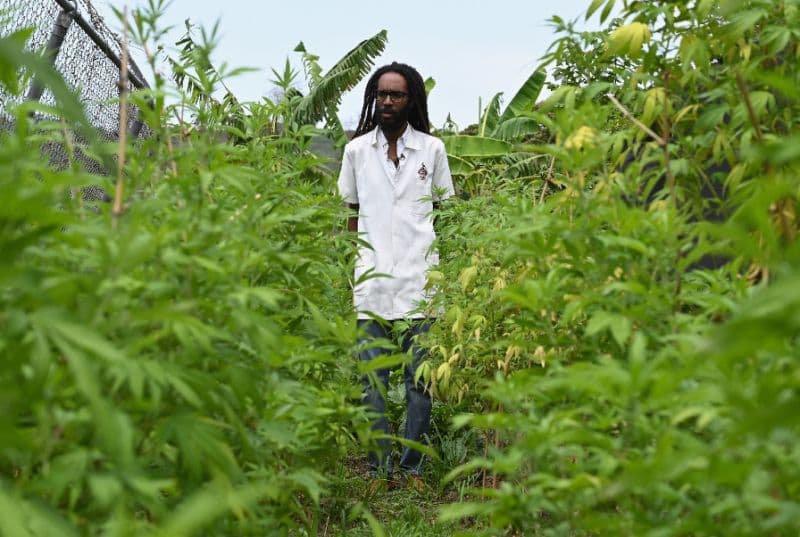 Scientist reviving cannabis plant smoked by Marley