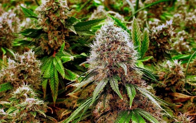 Jamaica’s Agriculture minister heads to Canada for marijuana talks