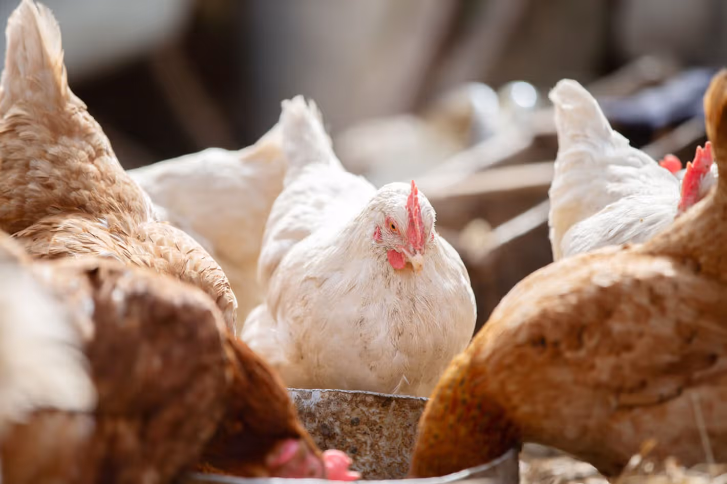 PAHO urges vigilance as avian flu continues to circulate in the Americas