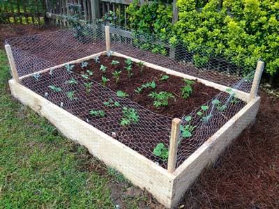 Chicken wire in the veggie patch: A gardener's secret weapon against pests