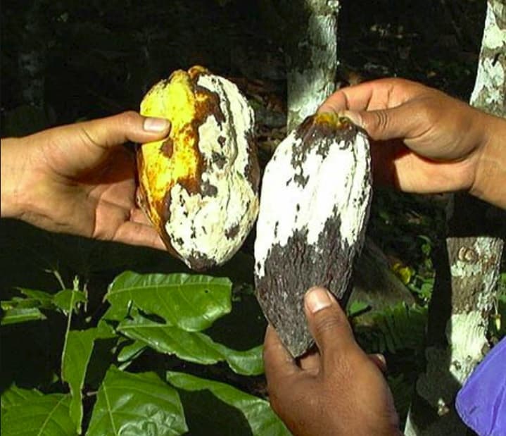 Jamaican farmers being trained to manage cocoa disease