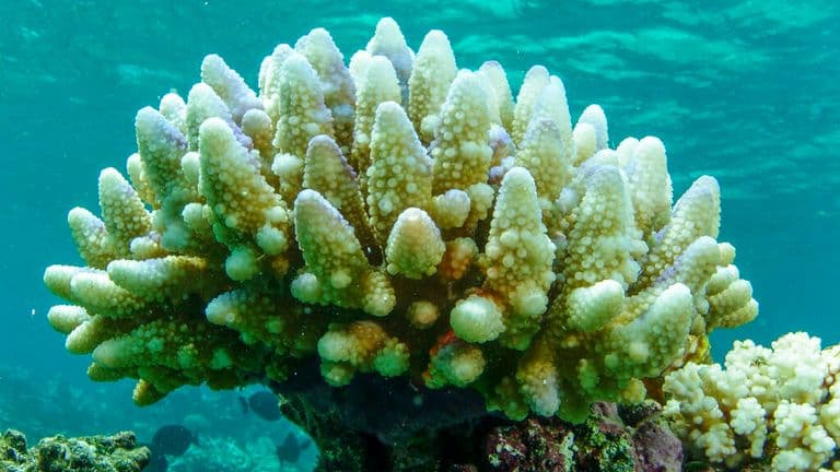Fourth global coral bleaching event confirmed in the Caribbean by NOAA