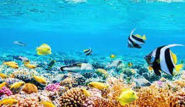 St. Lucia project among ten UN flagship initiatives recognized for restoring the natural world