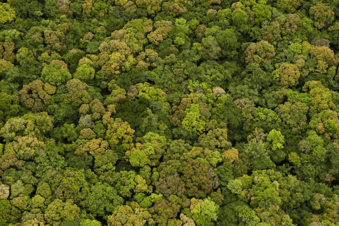 Guyana earns US$353 million from carbon credit sales, government says
