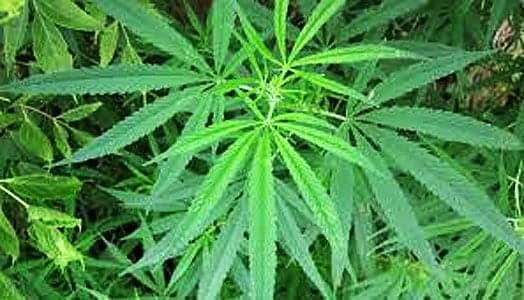 Barbados to Begin Medicinal Cannabis Industry in January