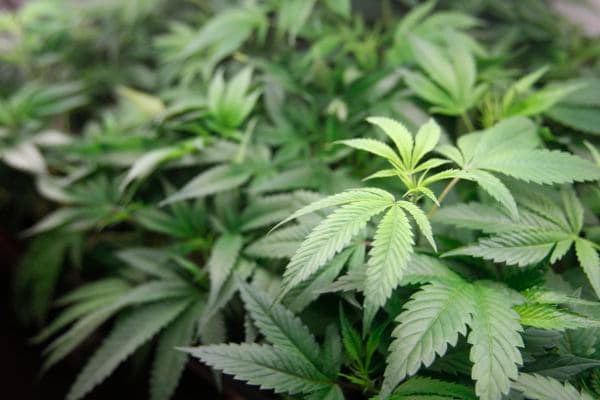 Dominican Government Forging Ahead with the Decriminalisation of Marijuana