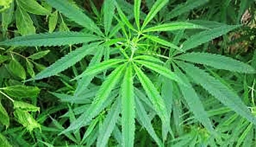 Government of Belize to amend marijuana legislation