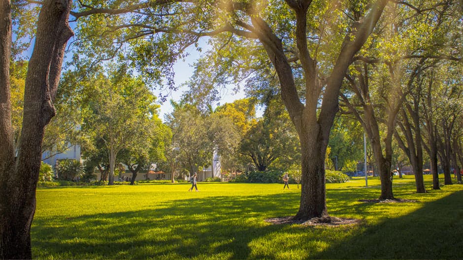 City of Miami to give away 500 trees this October