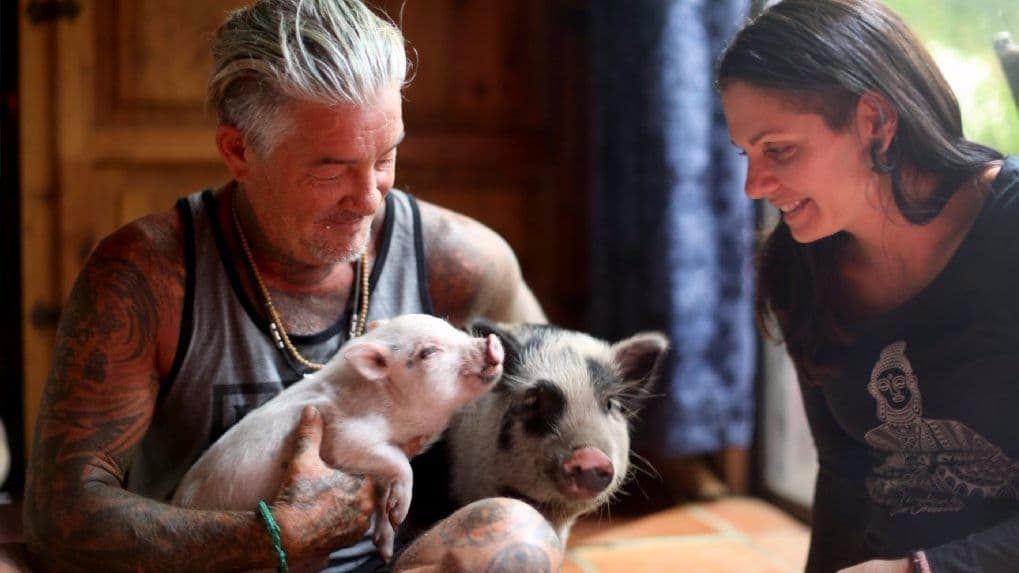 Florida woman starts petition to make pigs pets