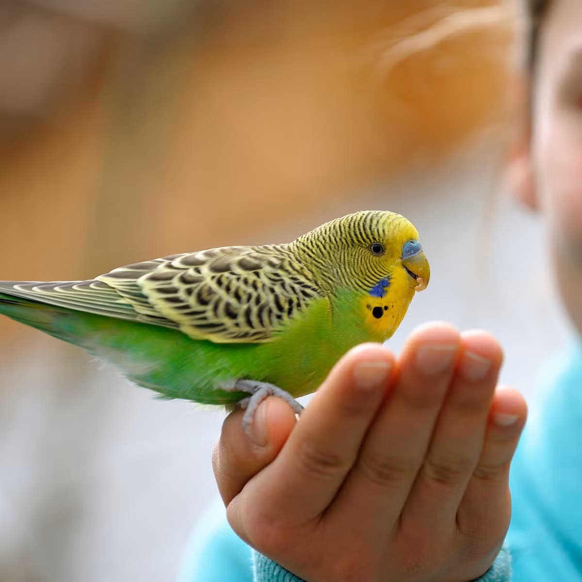 St. Vincent and the Grenadines lifts 15-year ban on bird imports