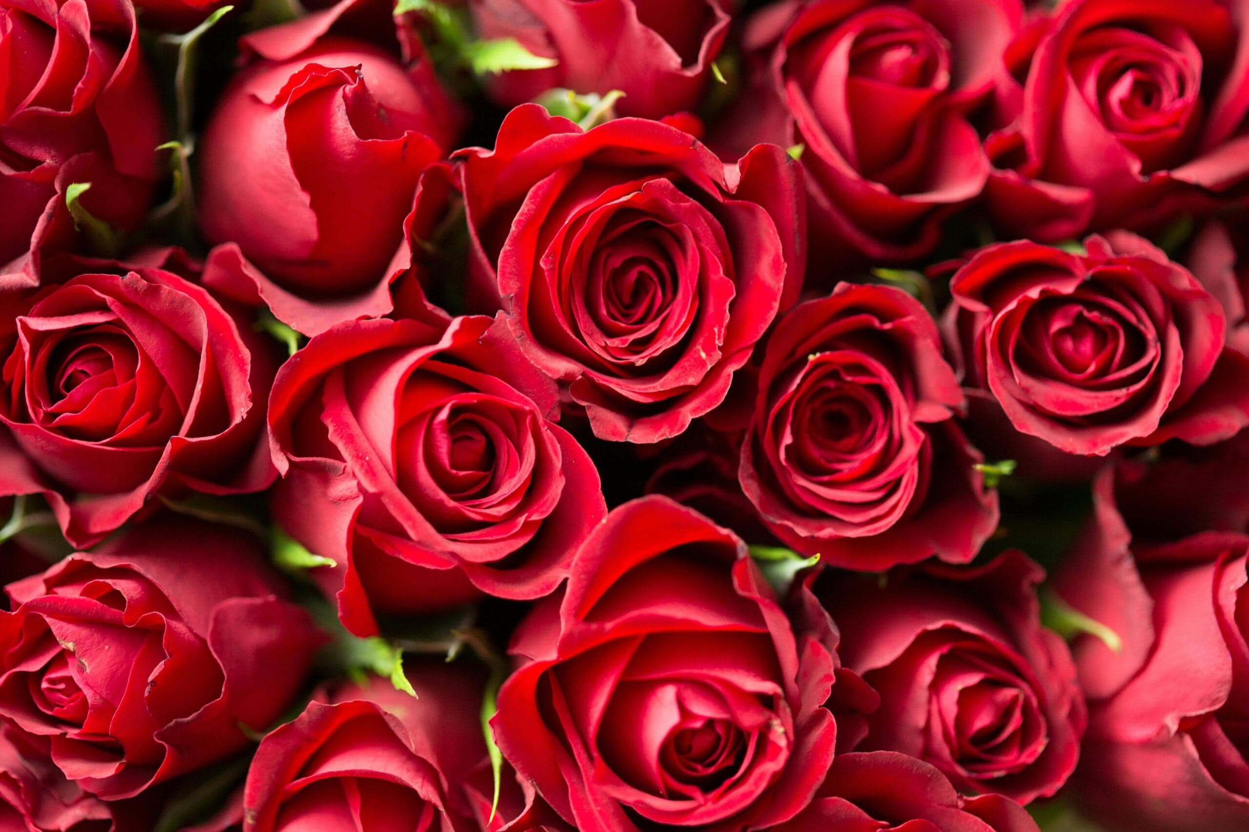 6 reasons why rose bouquets remain the most loved gift choice