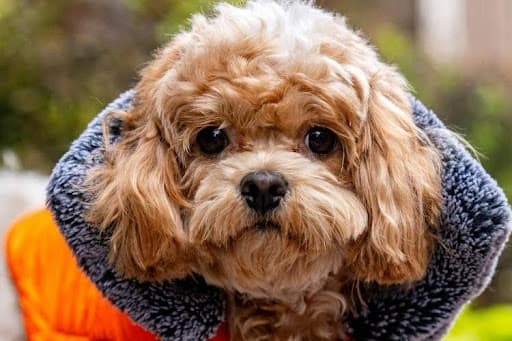 Best places to buy a Cavapoo puppy: Ranked by health standards, socialization, and ethical breeding