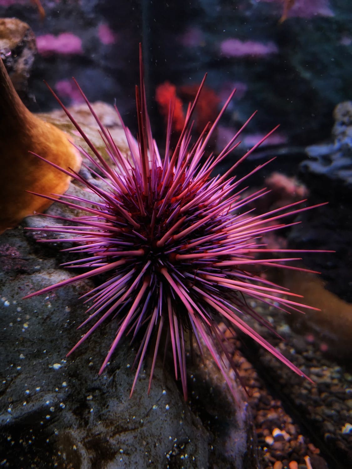 Oracabessa Bay’s urchin nursery: Jamaica's effort to restore the Caribbean marine ecosystem