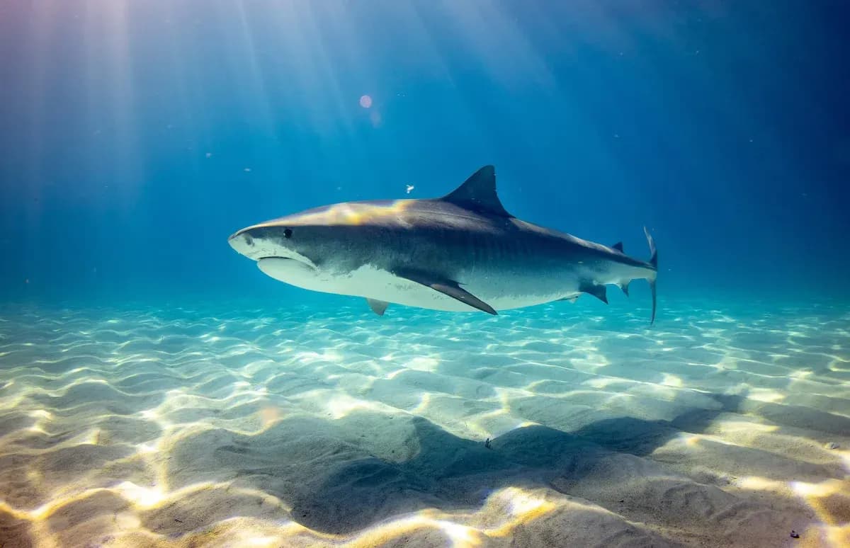 German woman missing after shark attack in Bahamas