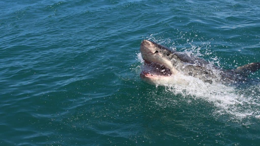 Study finds cocaine, caffeine and painkillers in sharks off Eleuthera, Bahamas