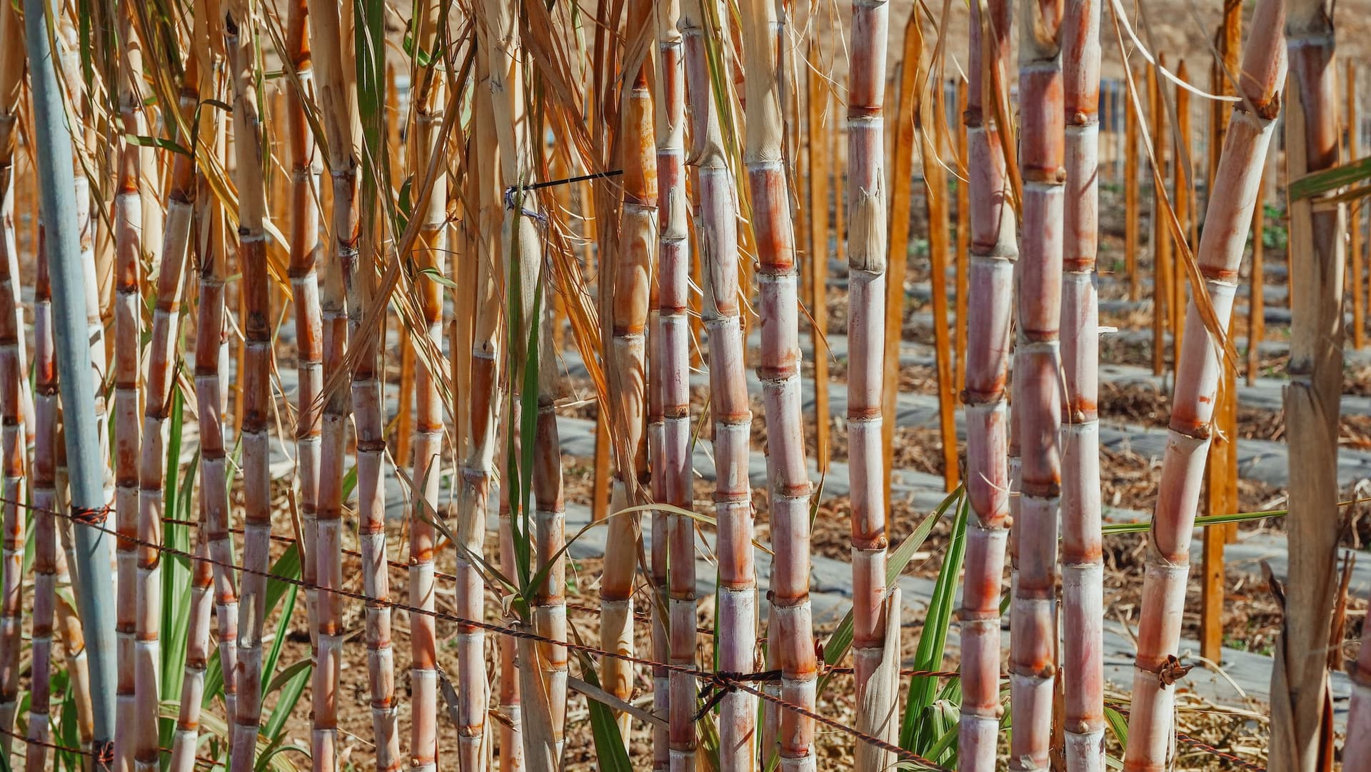 Belize Commission of Inquiry into sugar cane industry to hold public hearing