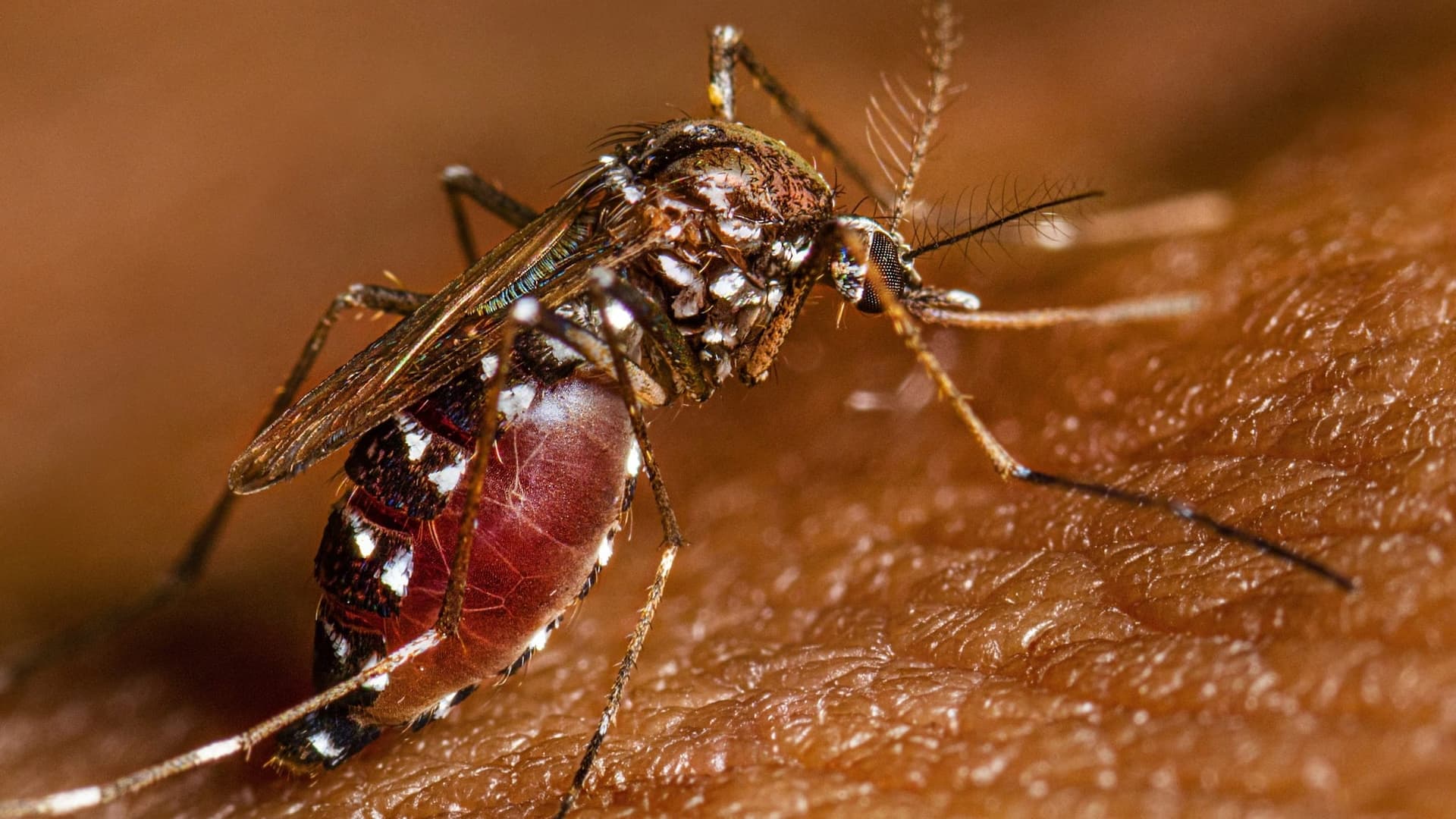 Yellow fever outbreak in Colombia traced to monkey deaths