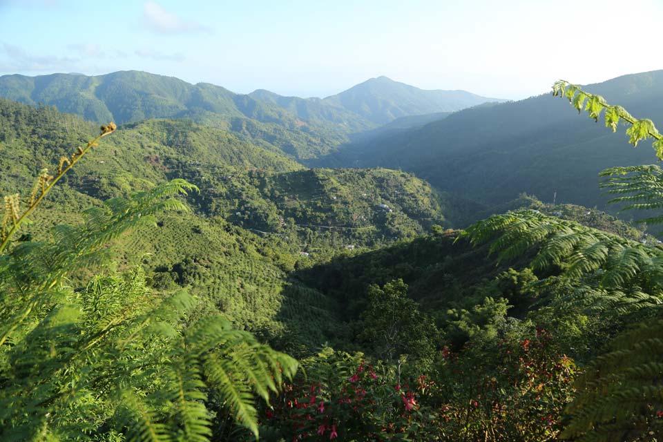 Jamaica's Blue and John Crow Mountains designated a world heritage site