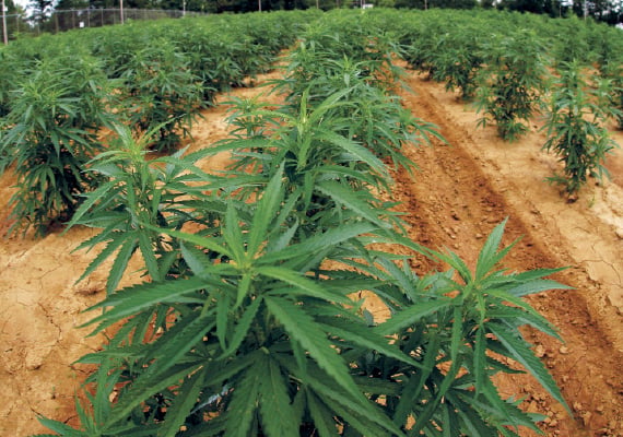 Guyanese Carpenter appears in court for producing large quantity of Marijuana