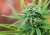 Dominica moving to establish the cannabis industry by 2023 Dominica moving to establish the cannabis industry by 2023