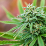 jamaica-marijuana-license-2016