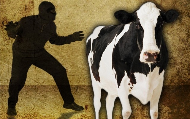 Jamaica’s Agriculture Ministry takes steps to prevent praedial larceny