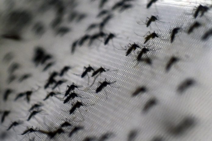 BRAZIL-MOSQUITO-DENGUE-CONTROL-OPERATION