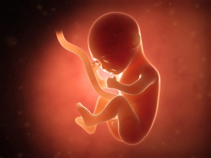 human fetus in utero - Caribbean National Weekly News