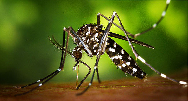 Barbados records first human case of West Nile Virus