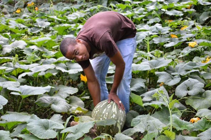 Jamaican farmers - Caribbean National Weekly News